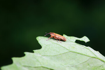 Weevil on wild plants, North China