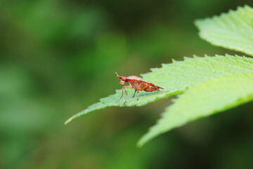 Flies on wild plants, North China