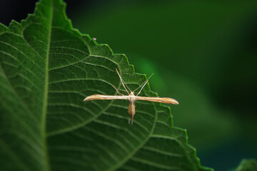 Lepidoptera insects in the wild, North China