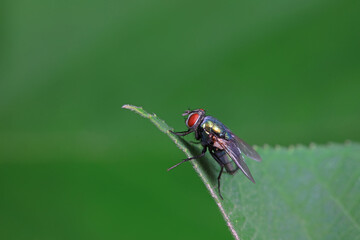 Flies on wild plants, North China