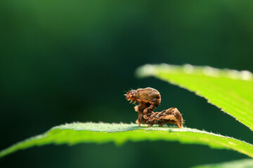 Lepidoptera larva inchworm in the wild, North China