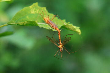 mosquito insect in the wild, North China