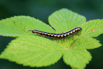 class diplopoda animal in the wild, North China