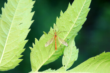 mosquito insect in the wild, North China