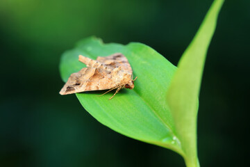 Lepidoptera insects in the wild, North China