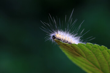 Lepidoptera larvae in the wild, North China