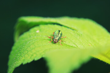 Leaf beetle on wild plants, North China