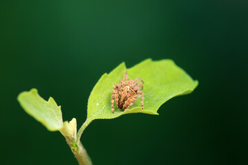 Hispidae family insect crawl on plants, North China