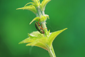 Leaf beetle on wild plants, North China