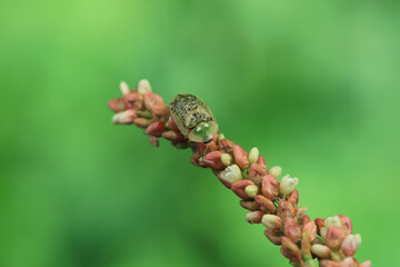 Hispidae family insect crawl on plants, North China