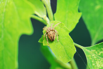 Spiders in the wild, North China