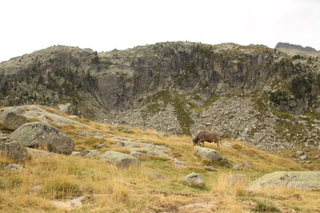 cow grazing in the bush