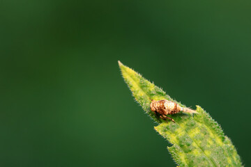 Hemiptera wax Cicadellidae insects on wild plants, North China