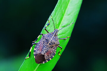 Hemiptera bugs in the wild, North China