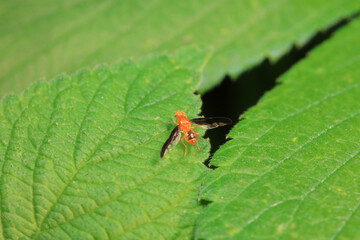 Flies on wild plants, North China