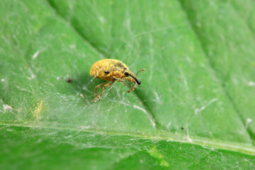 Weevil on wild plants, North China