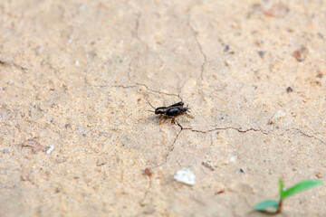 pygmy sand cricket in the wild, North China