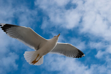 bird on blue sky with spread wings