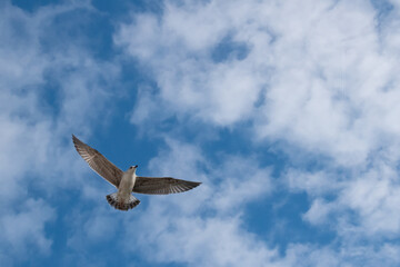 bird on blue sky with spread wings