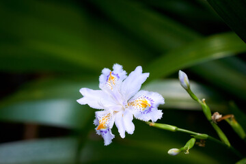 妖美さ漂う一輪の著莪の花