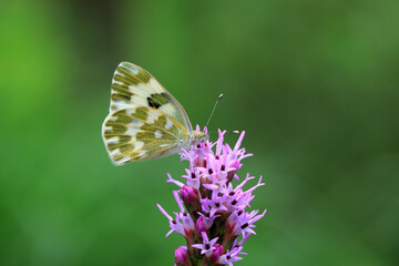 Pink Butterflies on green plants, China