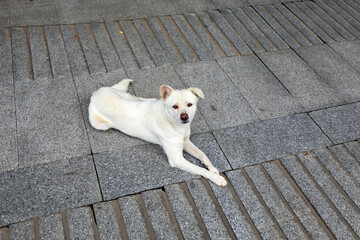 Fototapeta premium The white pet dog lay on the ground