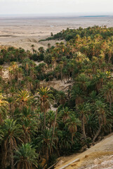 Fototapeta na wymiar Oasis de Chebika with dates palm trees between the rocks and mountains in the middle of the desert in Tozeur Governorate.