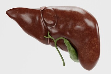 Realistic 3D Render of Human Liver