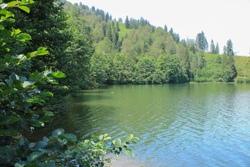natural forest lake landscape photo