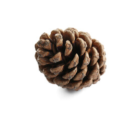 Beautiful dry pine cone isolated on white