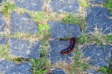 A close up on a small bug or centipede in an orange and black shell walking along a stone pavement covered with grass, shrubs and herbs spotted on a sunny summer day on a Polish countryside