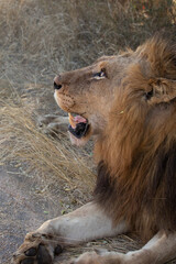 Fototapeta na wymiar Portrait of male lion in Kruger National looking up at the sky