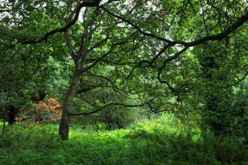 Obraz premium Native woodland scene