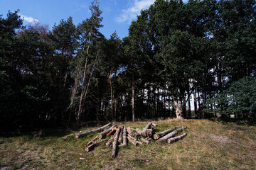 Fototapeta na wymiar Pile of logs