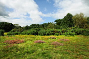 Wild meadow in UK