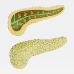 Realistic 3D Render of Pancreas