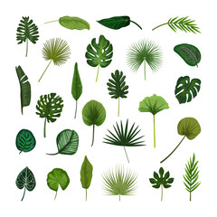 Set of green tropical leaves. Vector plants for decoration.