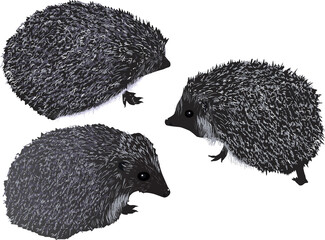 three hedgehogs sketches isolated on white