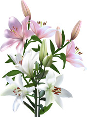 isolated light pink and white lily flowers