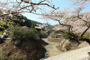 春の鎌北湖のソメイヨシノ　埼玉県