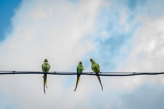 Rose-ringed parakeet parrots (Psittacula krameri) Sitting on a cable and in the background the sky. Wildlife scene from tropical nature