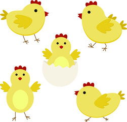 Flat vector chicken set. Chicks icons isokated on white backgriund. 