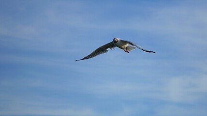 Seagull flying in blue sky.