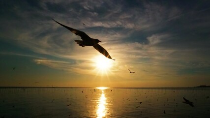 Beautiful nature landscape of seagulls silhouette in the evening.