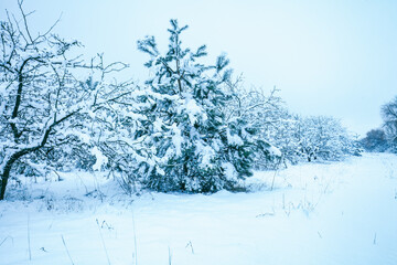 Winter landscape in snowfall. Frozen orchard. Snowy forest. Trees covered with snow