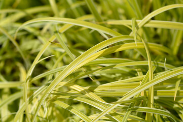 Japanese Grass Sedge