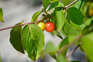 Cornelian cherry