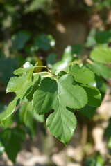 White mulberry