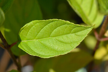 Fototapeta na wymiar Paniculate hydrangea Little Lime