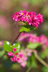 赤そばの花のアップ